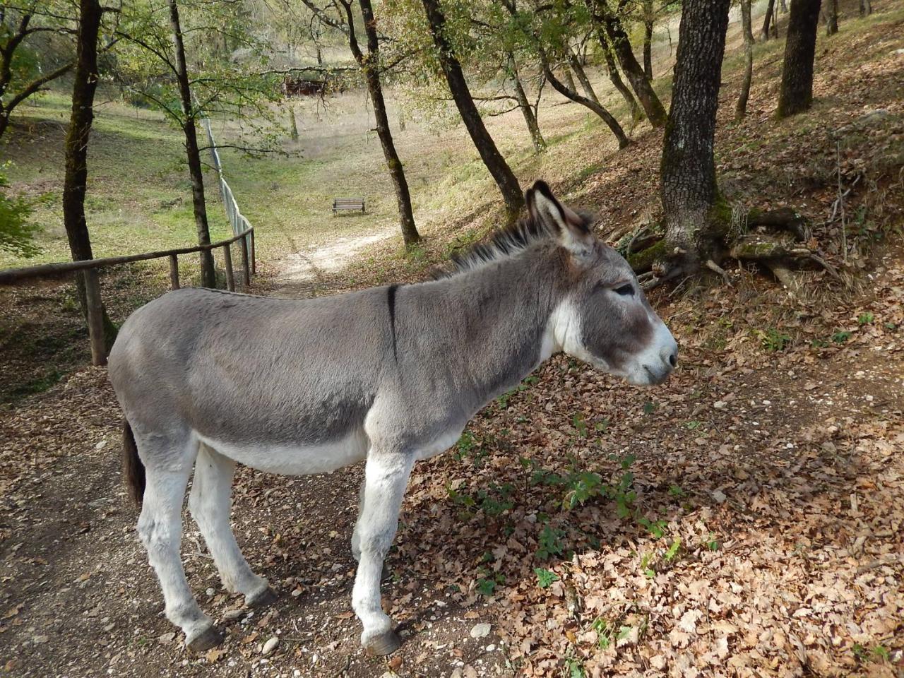 Agriturismo La Selva Rieti Zewnętrze zdjęcie